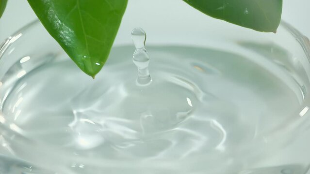 Drop is falling into petri dish with cosmetic or medical liquid in slow motion. Dermatology science laboratory. Concept of natural medicine or cosmetic research and organic skin or body care products