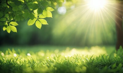 Fototapeta premium Sun shining through green leaves and grass