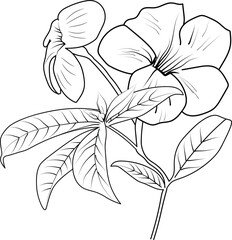 Vector sketch of flowers, Allamanda cathartica line drawings, hand-painted Allamanda cathartica wall art, botanical Allamanda cathartica wall art, simple Allamanda cathartica 