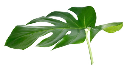 PNG Split leaf monstera plant, collage element, transparent background © Rawpixel.com