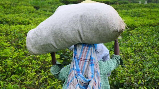 View from back shows labor Sri Lankan women carrying huge bags harvested tea from high mountain plantations Respect for selfless work female whose hands create our favorite drink Hard work Asian women