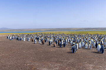 Obraz premium General view of the King penguin colony at Volunteer Point with grazing sheep in the background