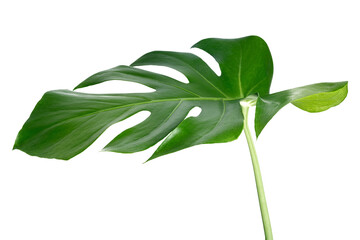 Split leaf philodendron, monstera plant element transparent png