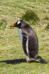 Side view of a gentoo penguin near the beach of Volunteer Point. Selective focus on the bird