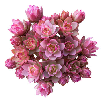 Gorgeous sedum flower flat lay, from a top view angle showing its beauty.