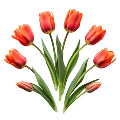 Obraz premium Beautiful tulip flower flat lay, top view