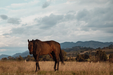 Horse standing in paddock on cold cloudy winter day