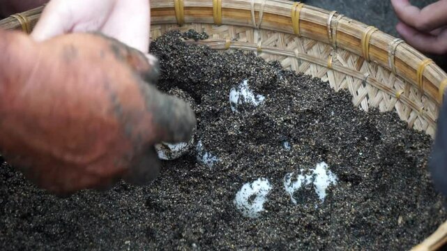 Turtle eggs in the nest. Turtles usually make nests in the ground