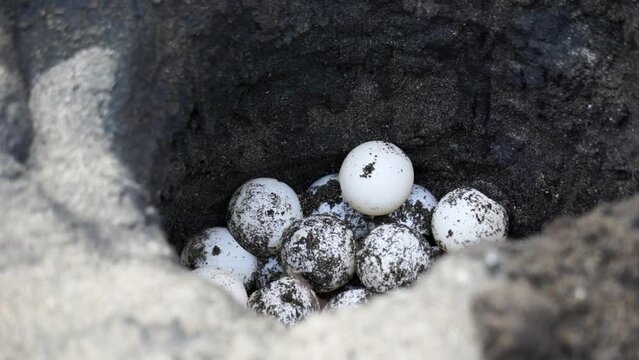 Turtle eggs in the nest. Turtles usually make nests in the ground