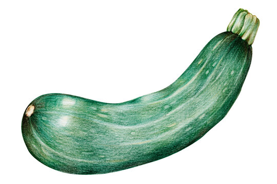 Organic raw food png zucchini drawing illustration