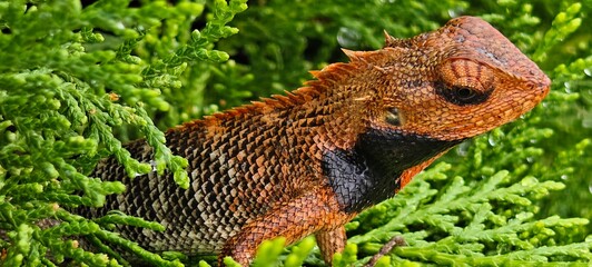 Chameleon in green bush