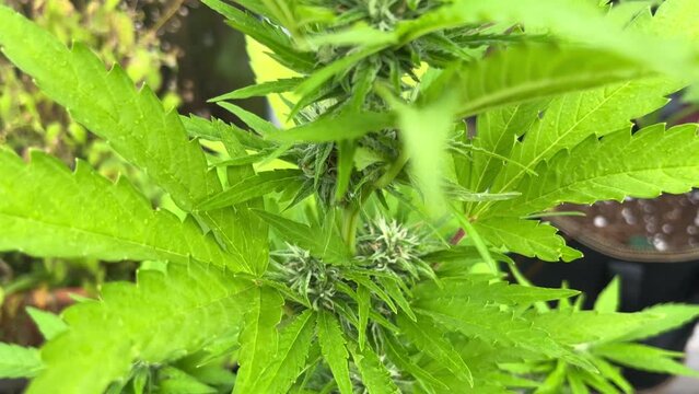 Closeup video of female cannabis marijuana plant in early flowering stage
