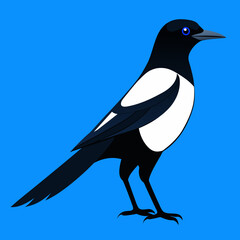 Detailed Black-billed Magpie Vector Illustration: Capturing Nature's Beauty