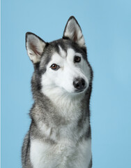 Attentive Siberian Husky portrayed in a serene studio, sky-blue background complements its grey and white fur. This dignified pose highlights the Husky's keen gaze and symmetrical facial markings