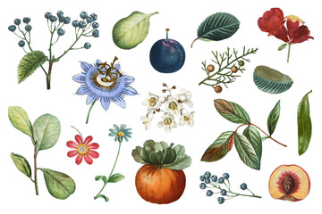 Fruit and flower png sticker vintage set hand drawn illustration © Rawpixel.com