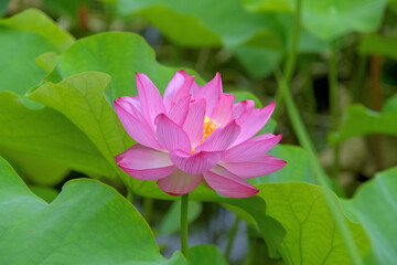 ピンク色のハスの花