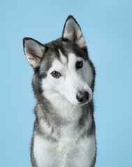 Fototapeta premium Attentive Siberian Husky portrayed in a serene studio, sky-blue background complements its grey and white fur. This dignified pose highlights the Husky's keen gaze and symmetrical facial markings