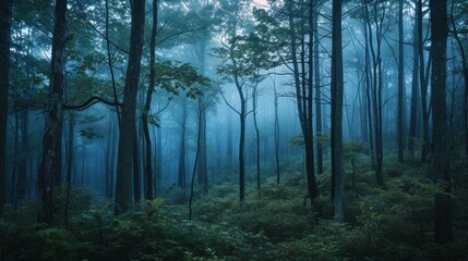 Fototapeta premium A forest densely populated with tall trees under a blanket of mist at dawn, A silent forest at dawn with a carpet of fog over the underbrush, AI Generated