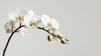 Obraz premium Orchid on a white backdrop