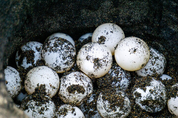 Turtle eggs in the nest. Turtles usually make nests in the ground