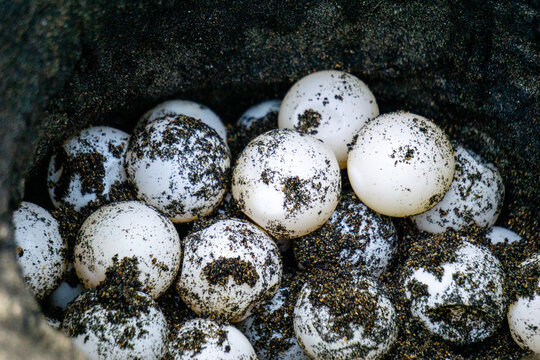 Turtle eggs in the nest. Turtles usually make nests in the ground