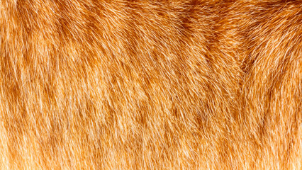 Close-Up of Striped Ginger Cat Fur Texture Background