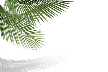 Palm leaf png border, transparent background
