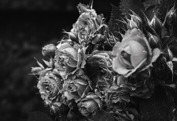 Roses in rain drops, black and white. Bouquet of roses in garden under the rain, monochrome. Beauty...