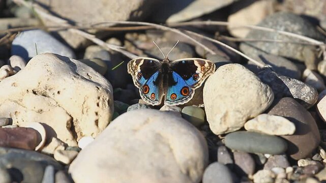 Nyphalidae (Junonia orithya) is a common species at the Tigris valley in Diyarbakır in Turkey. It lives in Asia, Europe and Africa.