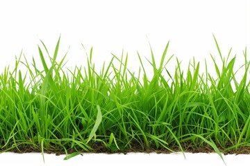 Fototapeta premium A long green grass field with no other objects in the background. The grass is tall and lush, giving the impression of a peaceful and serene environment