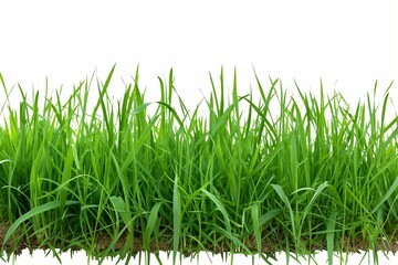 Fototapeta premium A long green grass field with no other objects in the background. The grass is tall and lush, giving the impression of a peaceful and serene environment