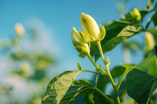 Bean flower bud on tree under blue sky with blur background cultivated in Bangladesh new and fresh s