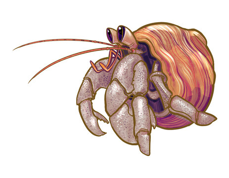 hermit crab art, detailed, colorful, white background clip art preview