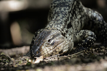 Lagarto en la naturaleza