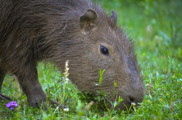 Carpincho en el campo comiendo pasto