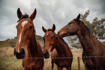 Close up of three horses standing at farm fence looking for attention