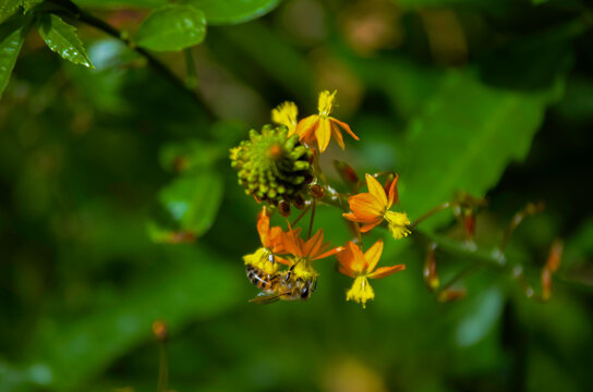 Abeja con polen en las patas aliment&aacute;ndose de una flor