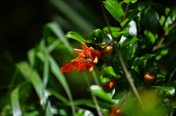 Flor de fruta Granada en un árbol orgánico