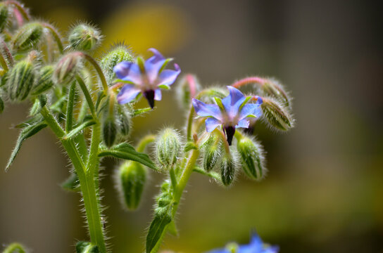 Borraja planta con flores