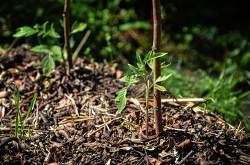 Planta de tomate orgánico en la huerta