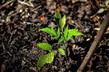 Planta de tomate orgánico en la huerta