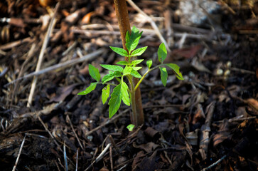 Planta de tomate orgánico en la huerta