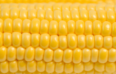 Close-up of yellow sweet corn kernels. Selective focus
