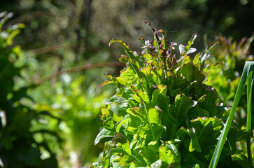 Lechuga en la huerta