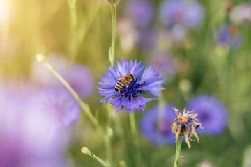 Cornflowers close-up in the field with bee. Natural background, selective focus