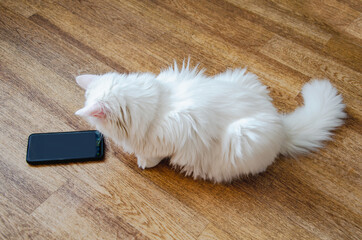 white fluffy cat sits on floor and looks attentively at the smartphone screen.