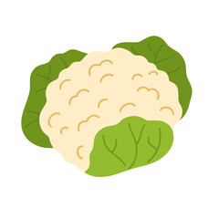 Fresh raw cauliflower with leaf. Healthy food plant. Icon of vegetable with leaves. Colored flat vector illustration of veggie isolated on white background