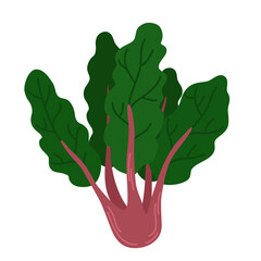 Bunch of fresh Swiss chard with red stems and green leaf. Raw leafy vegetable. Icon of beet spinach. Flat vector illustration of veggie with leaves isolated on white background
