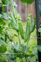 Pea pods growing in the garden, natural food