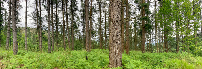 Obraz premium bosque de pinos pinar con helechos primavera país vasco IMG_6780-as24